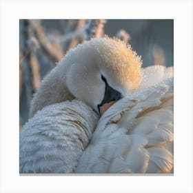 Sleeping Swan Canvas Print