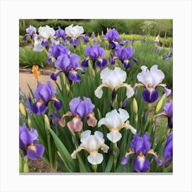 Iris Garden Canvas Print