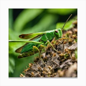 Grasshopper 24 Canvas Print