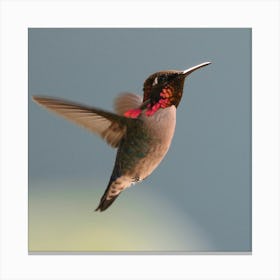 Hummingbird Canvas Print