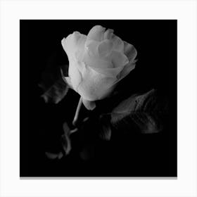 White Rose 2 Canvas Print