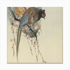 Pheasants In Cherry Blossoms Canvas Print