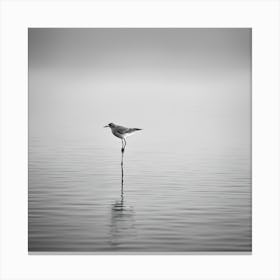 Sandpiper 1 Canvas Print