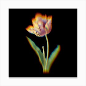 Prism Shift Tulip Tulipa Culta Botanical Illustration on Black n.0151 Canvas Print