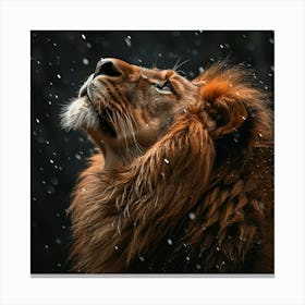 Lion In The Snow 1 Canvas Print