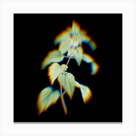 Prism Shift White Dead Nettle Plant Botanical Illustration on Black n.0153 Canvas Print
