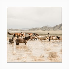 Wild Horses In Utah Square Canvas Print