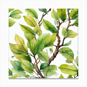 Tree Branch Canvas Print