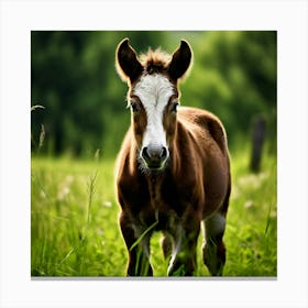 Grass Horse Green Brown Meadow Nature Young Baby Head Mammal Cow Calf Wild Donkey Pony (5) Canvas Print