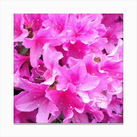 Pink Azaleas 36 Canvas Print