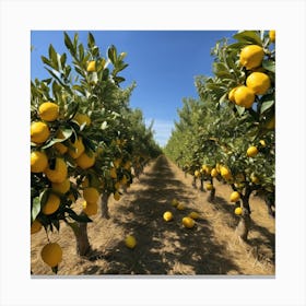 Lemon Orchard Canvas Print