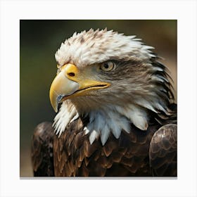 Bald Eagle Canvas Print