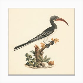 Hemprich S Hornbill Or Crowned Hornbill, Luigi Balugani Canvas Print