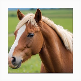 Horse In A Field Photo Canvas Print