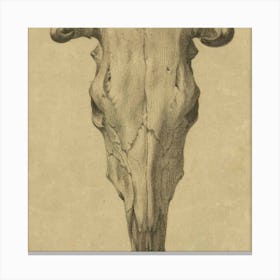 Skull Of A Bull Canvas Print