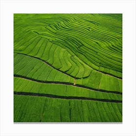 Rice Fields In Vietnam Canvas Print