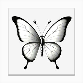 Butterfly On A Black Background Canvas Print