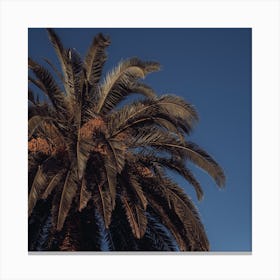 Palm Tree And Clear Blue Sky St Sebastian, Spain Square Canvas Print