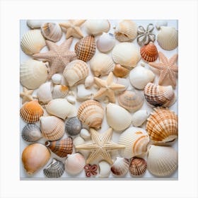 Sea Shells On White Background Canvas Print