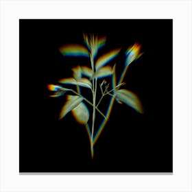 Prism Shift Maranta Arundinacea Botanical Illustration on Black n.0025 Canvas Print