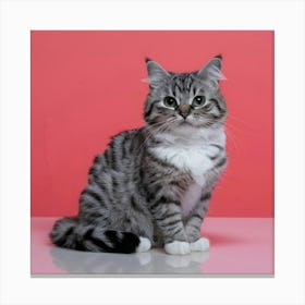 Cat Stock Videos & Royalty-Free Footage Canvas Print