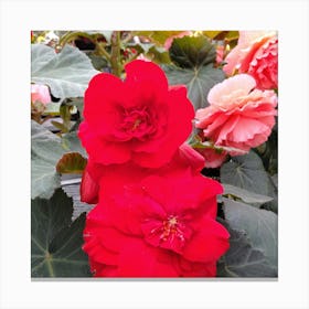 Begonias 18 Canvas Print