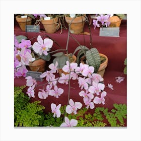 Orchids 24 Canvas Print