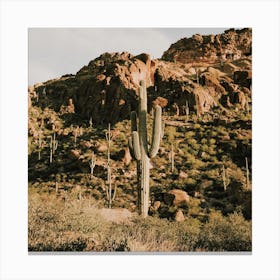 Desert Cactus Scenery Canvas Print
