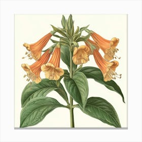 Foxglove Art Canvas Print