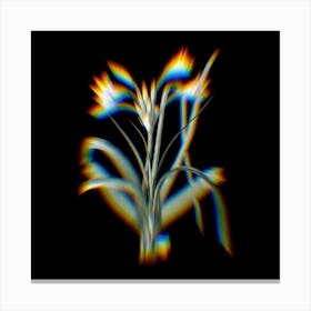 Prism Shift Malgas Lily Botanical Illustration on Black Canvas Print