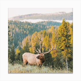 Wilderness Elk Scenery Canvas Print