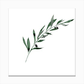 Olive Branch Canvas Print