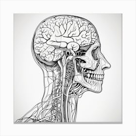 Human Anatomy Head And Neck Canvas Print