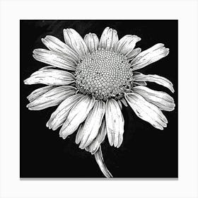 Echinacea Canvas Print