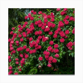 Roses 1 Canvas Print