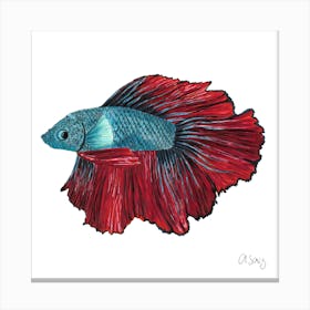 Beta Fish. 1 Canvas Print
