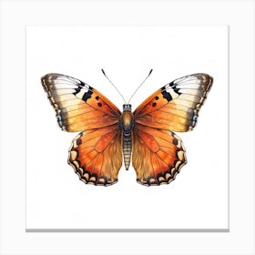 Butterfly 48 Canvas Print