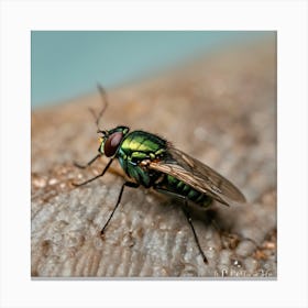 Green Fly Canvas Print