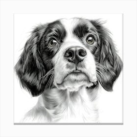 English Springer Spaniel 1 Canvas Print