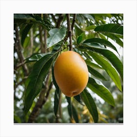 Mango Photo Taken By Sony A7 Iv 2998264445 Canvas Print