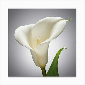 White Calla Lily Canvas Print