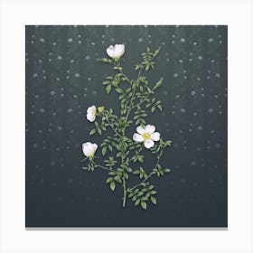Vintage Hedge Rose Botanical on Slate Gray Pattern n.0470 Canvas Print