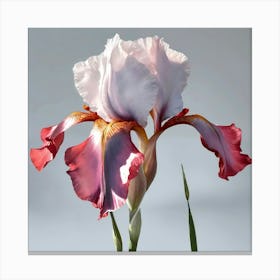 Iris, Beautiful And Realistic Light Pink Crimson Canvas Print