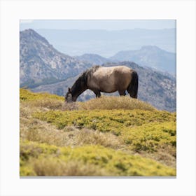Wild Horse Sierra Nevada Canvas Print