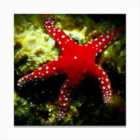 Red Starfish Canvas Print