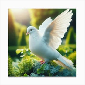 White Dove In The Garden Canvas Print