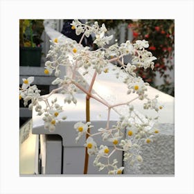 White Flower 1 Canvas Print