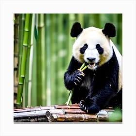 Panda Bear Eating Bamboo 4 Canvas Print