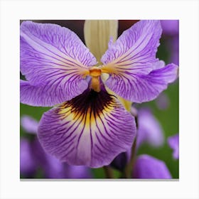 Purple Iris Canvas Print