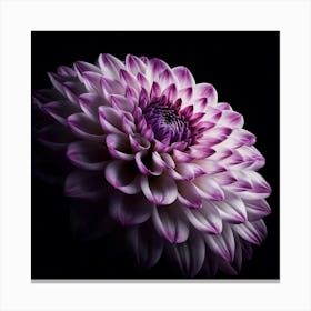 Purple Dahlia Flower on Black Background 1 Canvas Print